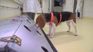 Ein Hund lernt Gerüche von Corona-Viren zu erschnüffeln 