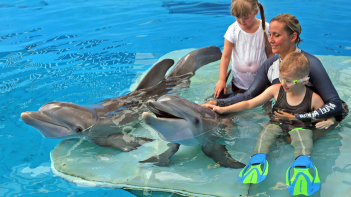 Zwei Delfine im Kontakt mit einem behinderten Kind und der Therapeutin.