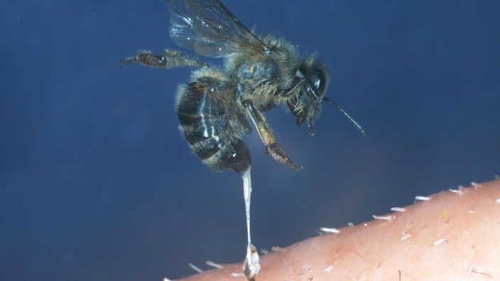 Honigbiene sticht und reißt sich den Stachel aus.