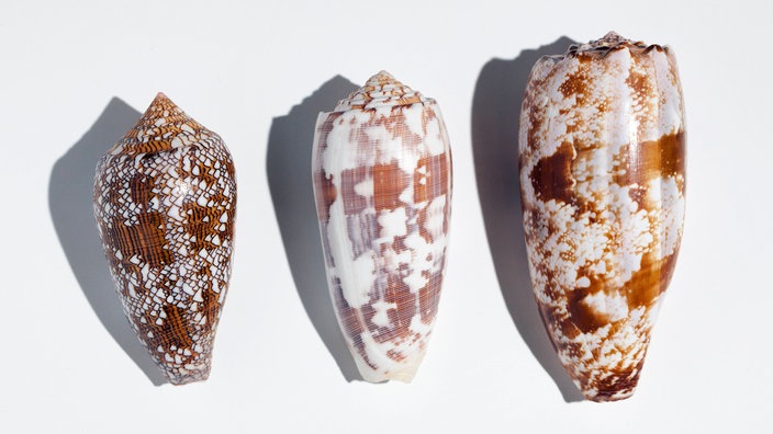 Kegelschnecken | Bildquelle: Imago Kegelschnecken