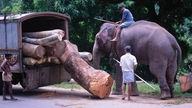 Elefant lädt einen Baumstamm in einen Lastwagen.