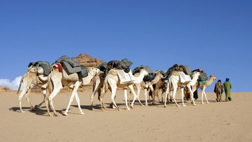 Kamele in einer Wüsten-Karawane mit Gepäck auf dem Rücken.
