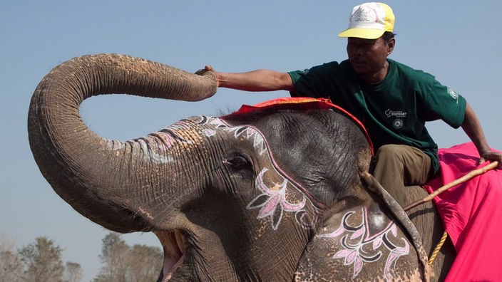 Mann reitet auf Elefant, der ihm seinen Rüssel entgegenstreckt.