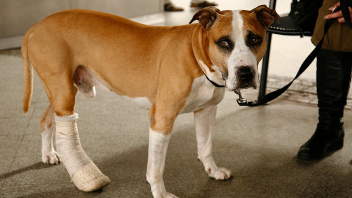 Ein kranker Hund mit Verband am rechten Hinterbein
