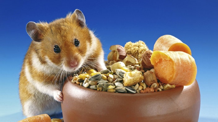 Ein Syrischer Goldhamster sitzt neben seinem Futternapf. | Bildquelle: imago/blickwinkel Ein Syrischer Goldhamster sitzt neben seinem Futternapf.