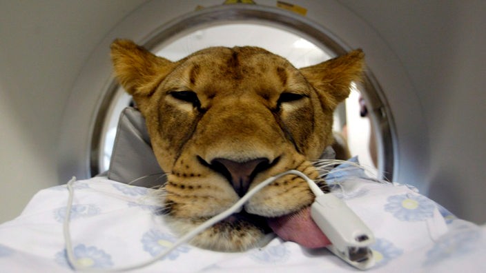 Eine betäubte Löwin liegt in einem Computertomographen - nur der Kopf ragt noch aus der Röhre heraus