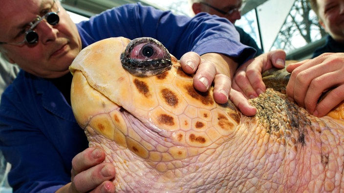 Das Bild zeigt den Kopf einer Riesenschildkröte, die beim Tierarzt in Behandlung ist. | Bildquelle: dpa/Stefan Sauer Das Bild zeigt den Kopf einer Riesenschildkröte, die beim Tierarzt in Behandlung ist.