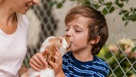 Ein kleiner Junge küsst einen Cocker Spaniel Welpen auf die Schnauze.