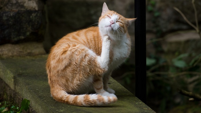 EIne Katze kratzt sich. | Bildquelle: dpa/Julian Stratenschulte EIne Katze kratzt sich.