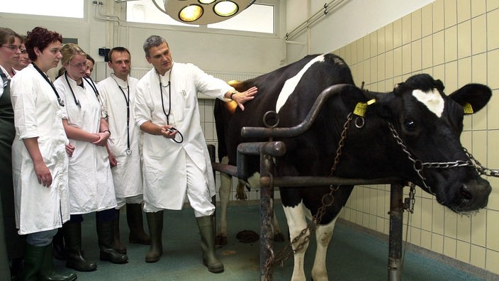 Tierarzt, Studenten und Kuh