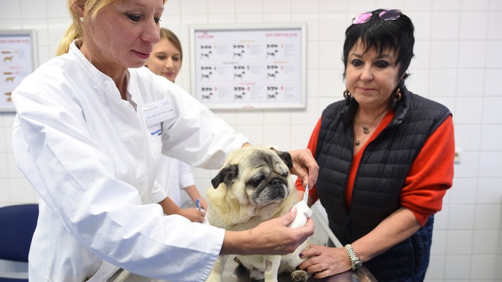 Eine Tierärztin untersucht einen Mops mit Ultraschall.