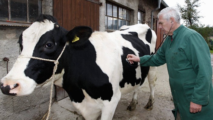 Tierarzt Peter Jocke untersucht auf einem Hof eine Kuh