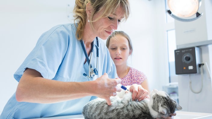 Eine Tierärztin behandelt eine Katze
