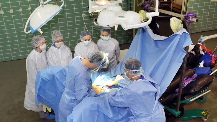 Studenten der Veterinärmedizin schauen bei einer Operation am Pferd zu
