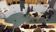 Studenten der Veterinärmedizin verfolgen eine Praktische Übung an einer trächtigen Kuh im Hörsaal der Klinik für Rinder in der Tierärztliche Hochschule in Hannover.