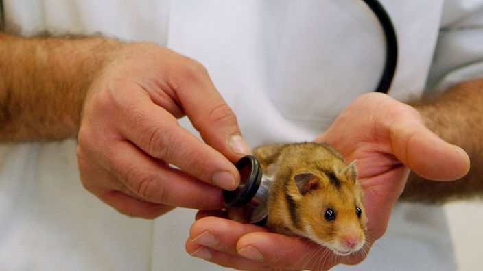 Ein Tierarzt hört einen Hamster ab.