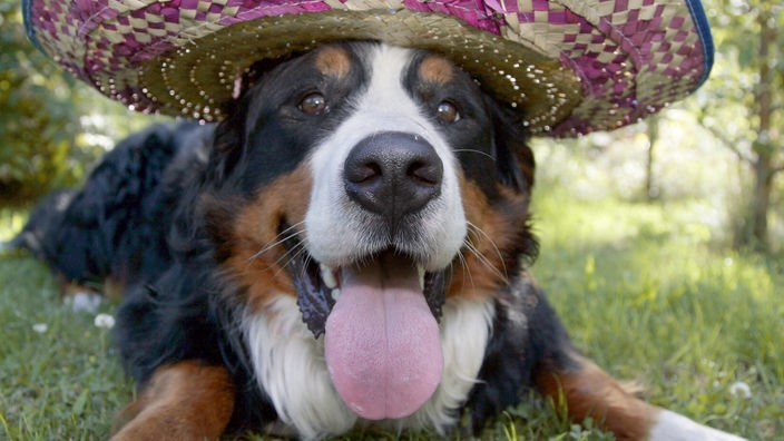 Hund mit Sombrero