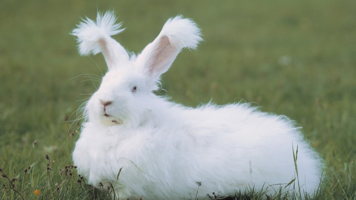 Angora-Kaninchen auf einer grünen Wiese. | Bildquelle: Mauritius Images Angora-Kaninchen auf einer grünen Wiese.