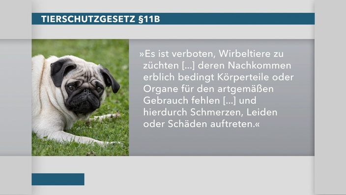 Tierschutzgesetz § 11b : "Es ist verboten, Wirbeltiere zu züchten [...] deren Nachkommen erblich bedingt Körperteile oder Organe für den artgemäßen Gebrauch fehlen [...] und hierdurch Schmerzen, Leiden oder Schäden auftreten.