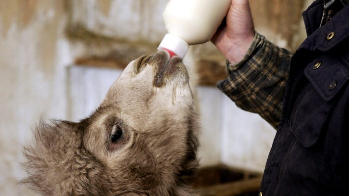 Das Bild zeigt ein Trampeltier-Baby, das von einem Tierpfleger mit der Flasche gefüttert wird.