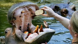 Ein Flusspferd im Wasser mit weit geöffnetem Maul bekommt von seiner Tierpflegerin eine große ovale Tablette