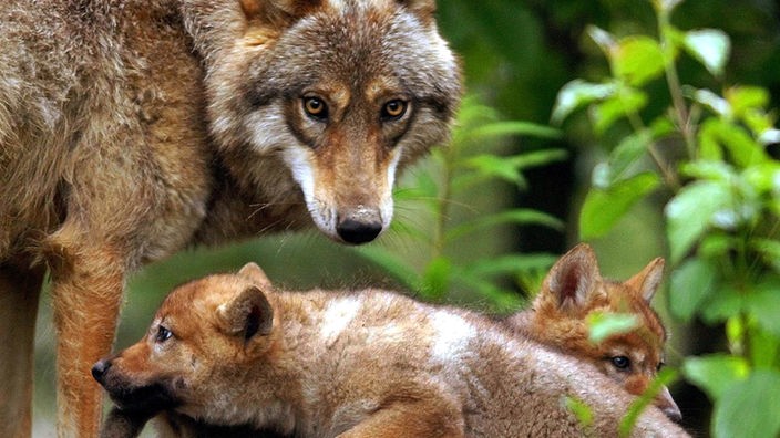 Das Bild zeigt einen Wolf mit zwei Jungen.