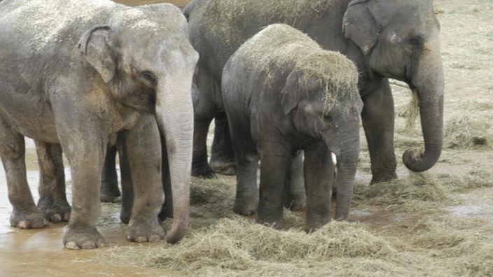 Das Bild zeigt eine Elefantenherde im Freigehege eines Zoos. Es sind zwei erwachsene Tiere und ein Jungtier zu sehen.