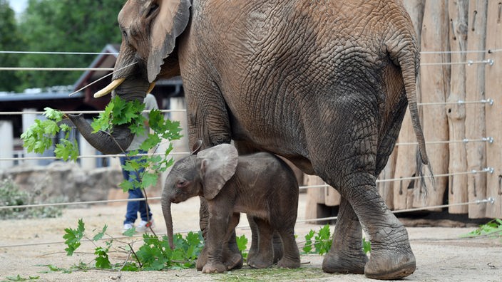Ein Elefantenbaby neben seiner Mutter im Zoo in Halle/Saale