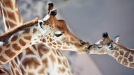 Ein Giraffenbaby wird von seiner Mutter geküsst