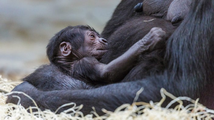 Ein Gorillababy im Arm seiner Mutter