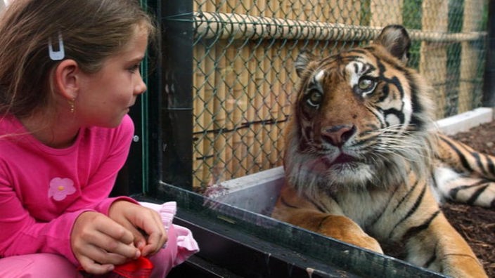 Das Bild zeigt einen Tiger, der in einem Innengehege liegt. Er wird von einem Mädchen betrachtet, das vor der Scheibe des Geheges hockt.