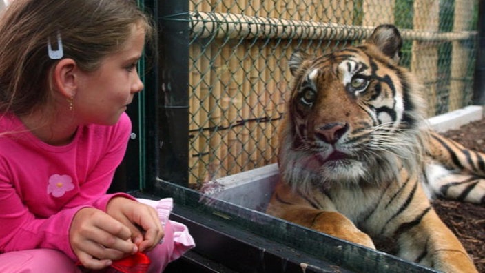 Das Bild zeigt einen Tiger, der in einem Innengehege liegt. Er wird von einem Mädchen betrachtet, das vor der Scheibe des Geheges hockt. | Bildquelle: dpa Das Bild zeigt einen Tiger, der in einem Innengehege liegt. Er wird von einem Mädchen betrachtet, das vor der Scheibe des Geheges hockt.