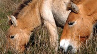 Das Bild zeigt drei Przewalskipferde. Das sind gedrungen wirkende, hellbraune Wildpferde in der ungarischen Steppe. Die zwei Pferde im Vordergrund grasen, das Pferd im Hintergrund bleckt seine Zähne.; Rechte: dpa