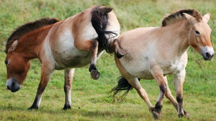 Das Bild zeigt zwei herumtollende Przewalskipferde in einem deutschen Tierpark.