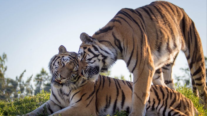 Zwei Tiger schmusen auf einer Wiese miteinander.