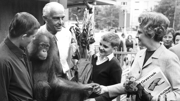 Zoodirektor Bernhard Grzimek und Orang Utan Sali mit Tierpfleger Klose begrüßen am 04.08.1967 im Frankfurter Zoo den millionsten Besucher des Jahres 1967, Frau Kester aus Bad Soden, die mit ihrem elfjährigen Sohn in den Zoo kam.