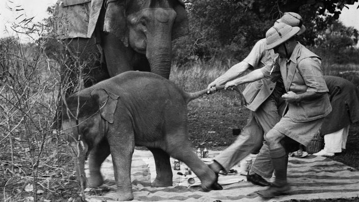 Zwei Tierjäger aus Europa fangen in Indien einen Babyelefanten für einen britischen Zoo (1938)