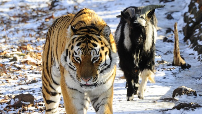 Tiger Amur und Ziege Timur laufen friedlich nebeneinander.
