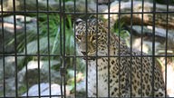 Ein Leopard in seinem Außengehege.