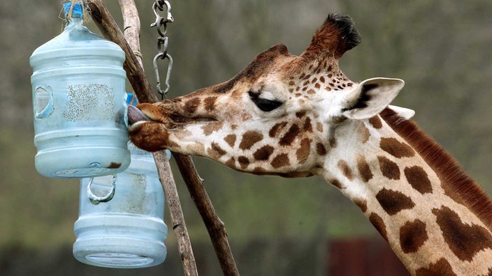 Eine Giraffe sucht Leckerchen in einem Plastikeimer