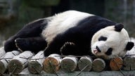 Ein Pandabär liegt auf einer Holzbrücke im Zoo