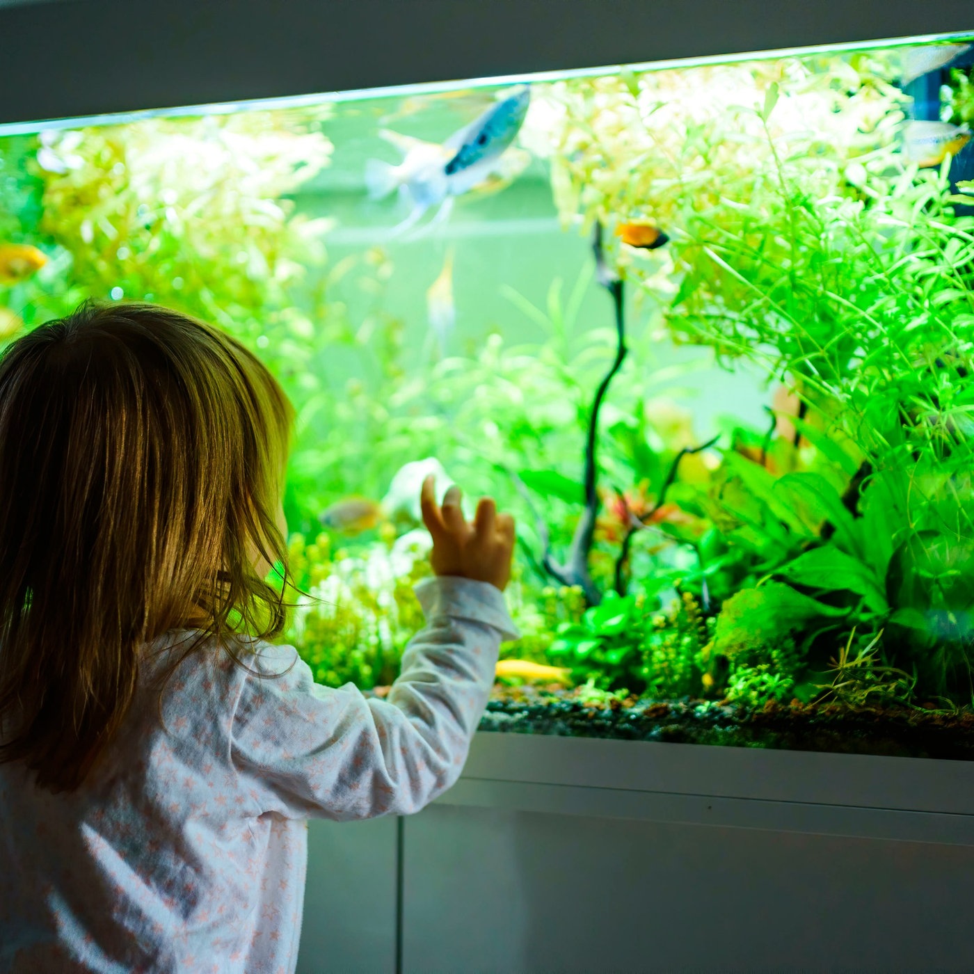 Aquarium Ohne Heizung Welche Fische