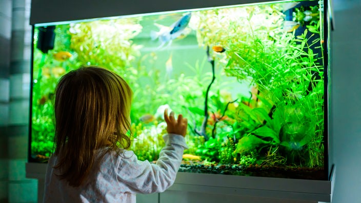 Ein kleines Kind beobachtet die Fische in einem Aquarium