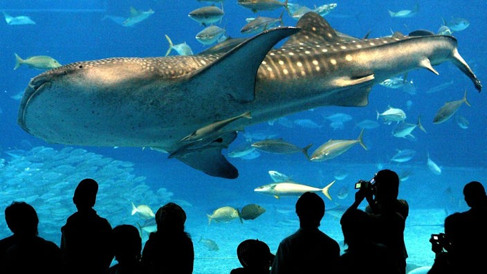 Menschen vor Großaquarium mit Walhai