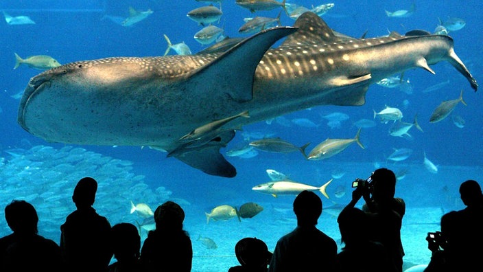 Menschen vor Großaquarium mit Walhai | Bildquelle: dpa/Hitoshi Maeshiro Menschen vor Großaquarium mit Walhai
