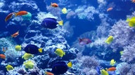 Ausschnitt eines Meerwasseraquariums verschiedenen Fischarten