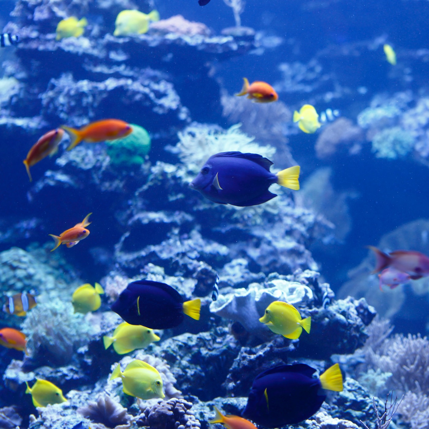 Tiere Im Wasser Aquarien Tiere Im Wasser Natur Planet Wissen