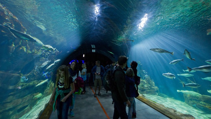 Großes Aquarium im Ozeaneum Stralsund