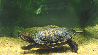 Rotwangen-Schmuckschildkröte schwimmt über den Grund eines Aquariums.