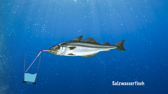 Kurzer Beitrag über die unterschiedlichen Trinkgewohnheiten von Salz- und Süßwasserfischen.